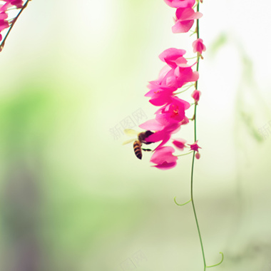 蜜蜂鲜花唯美背景摄影图片