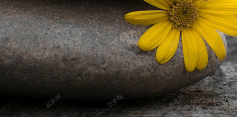 石头与三朵黄花jpg_新图网 https://ixintu.com 安静 摄影 棕色 温暖 石头 花朵 花瓣 静物 风景 黄色