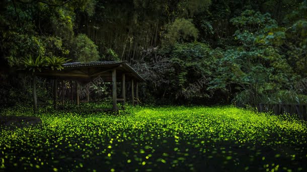 神秘绿色森林里的小屋背景