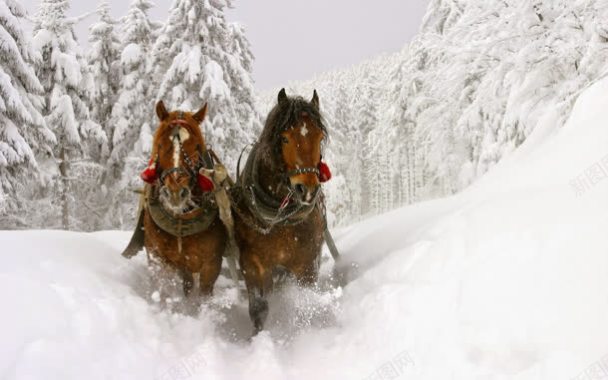 在雪地里奔腾的马背景