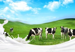 牛初乳蛋白质粉海报背景高清图片
