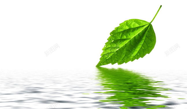 创意挂着水珠的绿叶倒影摄影图片