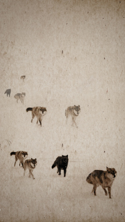 头纹理行走的狼群H5背景高清图片