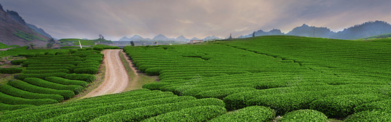茶园背景jpg_新图网 https://ixintu.com 山脉 摄影 海报banner 绿色 茶叶 茶园 茶山 风景