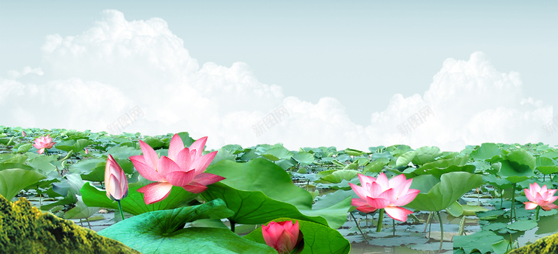荷花背景海报psd设计背景_新图网 https://ixintu.com 摄影 海报banner 荷花绿色粉红水 风景