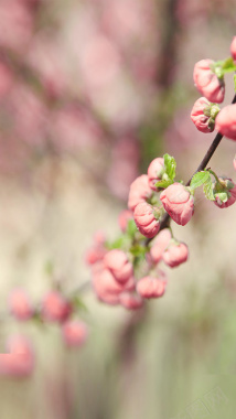 各种透明花枝二十四节气立春H5背景花枝摄影图摄影图片