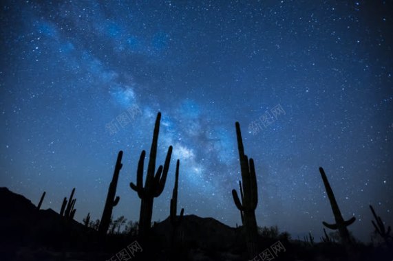 蓝色夜空沙漠仙人掌背景