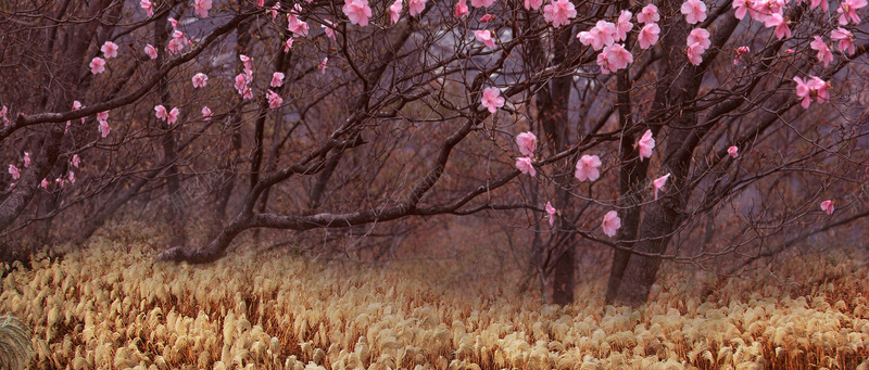 桃花林背景图jpg_新图网 https://ixintu.com 摄影 桃花 海报banner 自然 芦苇 风景