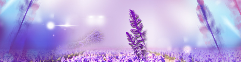 紫色花海banner背景摄影图片