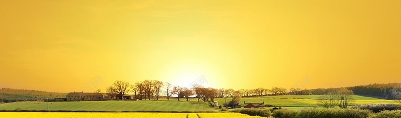 清新背景psd_新图网 https://ixintu.com 夕阳 摄影 树林 海报banner 风景 黄色背景