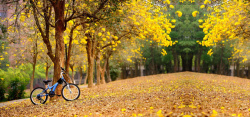 美丽的自行车金秋摄影背景高清图片