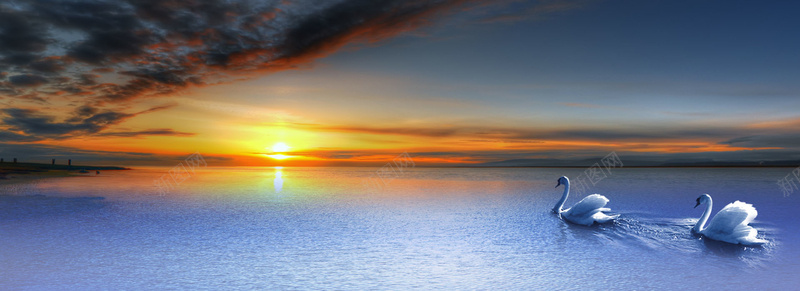 夕阳西下天鹅水面背景背景
