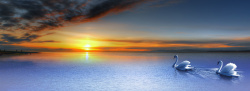大天鹅夕阳西下天鹅水面背景高清图片