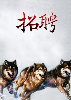 雪地狼群雪地中的狼群精神招聘海报背景高清图片