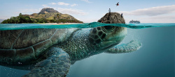 海龟背上的岛屿清新蓝色海底世界创意banner高清图片