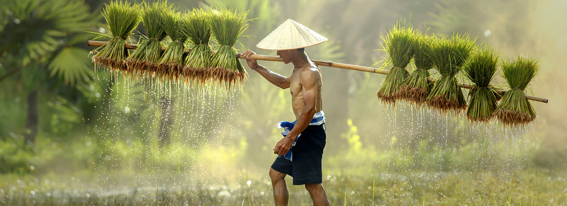 水稻背景图jpg_新图网 https://ixintu.com 农民 摄影 水稻 海报banner 稻田 风景