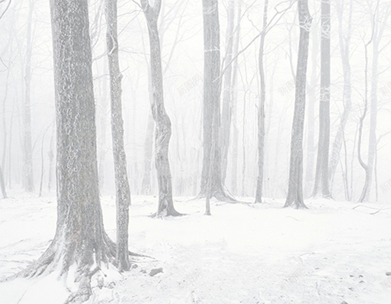 雪景背景图psd_新图网 https://ixintu.com 冬天 摄影 森林 白色 雪景 风景