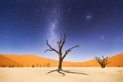 荒漠枯树图片沙漠风光海报背景高清图片