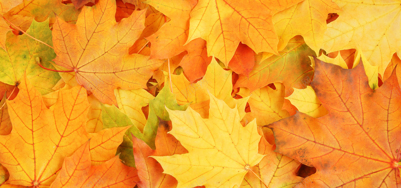 秋季金黄色树叶枫叶背景摄影图片