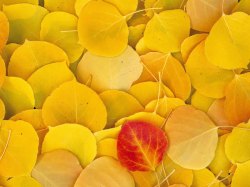 秋季金黄色树叶金黄色的杏叶树叶高清图片