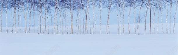 树木雪景jpg设计背景_新图网 https://ixintu.com 树 雪地