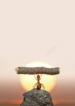 蚂蚁精神蚂蚁举重背景高清图片