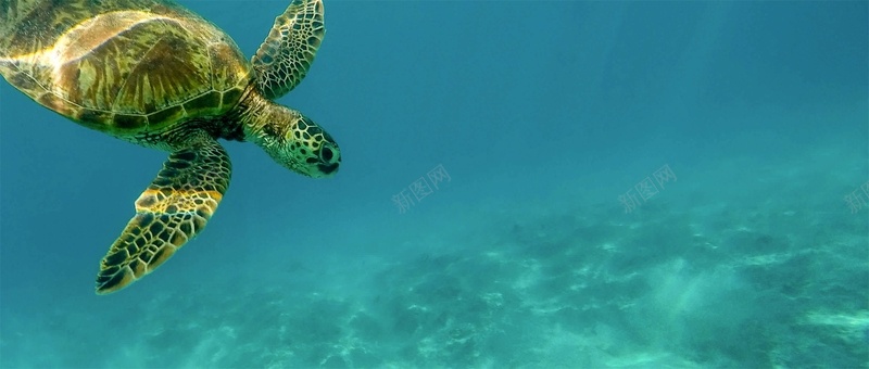 海龟潜水简约蓝色背景摄影图片