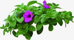紫色清新花丛装饰素材