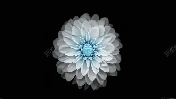 黑背景白蓝色花朵jpg设计背景_新图网 https://ixintu.com 背景 花朵 蓝色