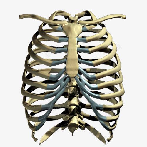 人类骨胳胸骨png免抠素材_新图网 https://ixintu.com png图片 免抠素材 医疗素材 胸腔 胸骨