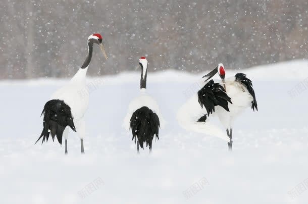 丹顶鹤雪景壁纸jpg设计背景_新图网 https://ixintu.com 丹顶鹤 壁纸 雪景