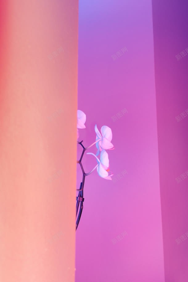 粉紫色背景前的小花朵jpg设计背景_新图网 https://ixintu.com 紫色 背景 花朵
