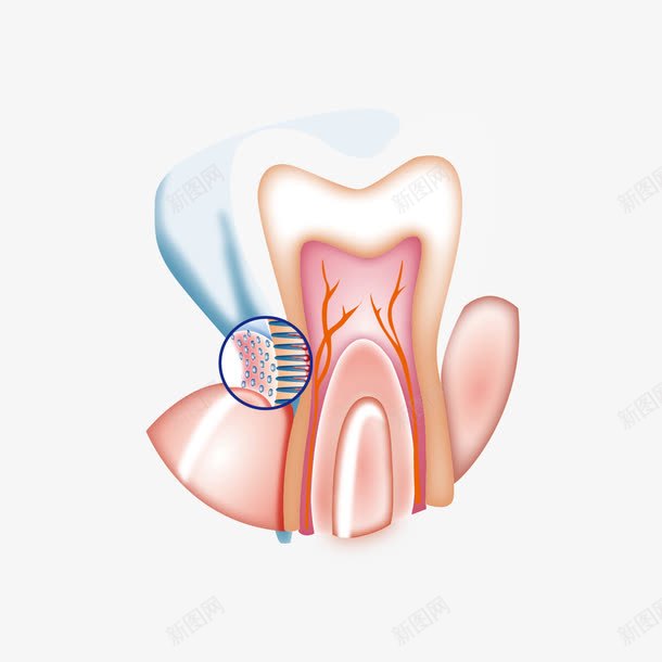 牙龈png免抠素材_新图网 https://ixintu.com 牙菌斑 牙齿 牙龈 牙龈健康刷牙防蛀牙