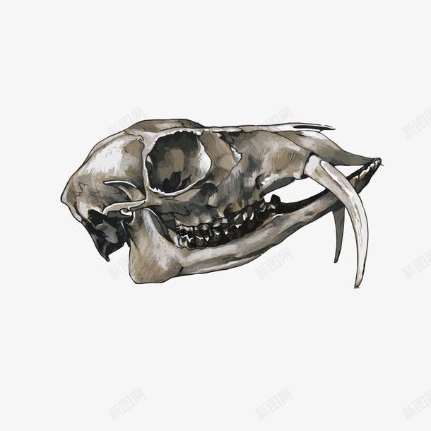 头骨png免抠素材_新图网 https://ixintu.com 动物 博物馆 头骨 手绘 标本 水彩 装饰 骨头