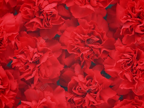 红色鲜花花卉壁纸jpg设计背景_新图网 https://ixintu.com 壁纸 红色 花卉 鲜花