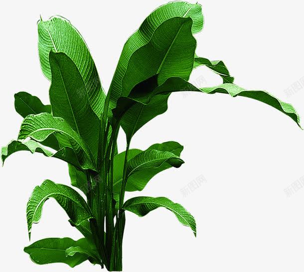 绿色植物树叶装饰png免抠素材_新图网 https://ixintu.com 树叶 绿色植物 装饰