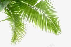 椰树叶背景椰树叶高清图片
