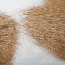 棕色动物皮毛背景图片动物皮毛背景高清图片