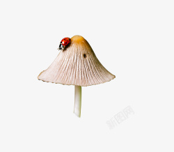 真菌植物蘑菇爬着瓢虫的蘑菇高清图片