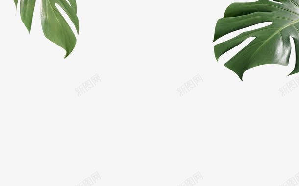 绿色蕨类植物的叶子png免抠素材_新图网 https://ixintu.com 叶子 绿色 蕨类植物