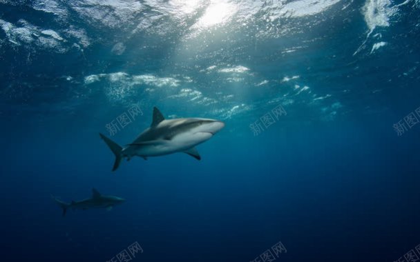 水下鲨鱼海报背景背景