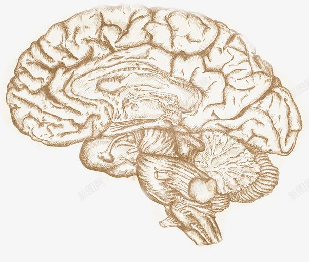人体大脑图透明背景png免抠素材_新图网 https://ixintu.com 人脑图 免抠 大 大脑 脑 脑浆