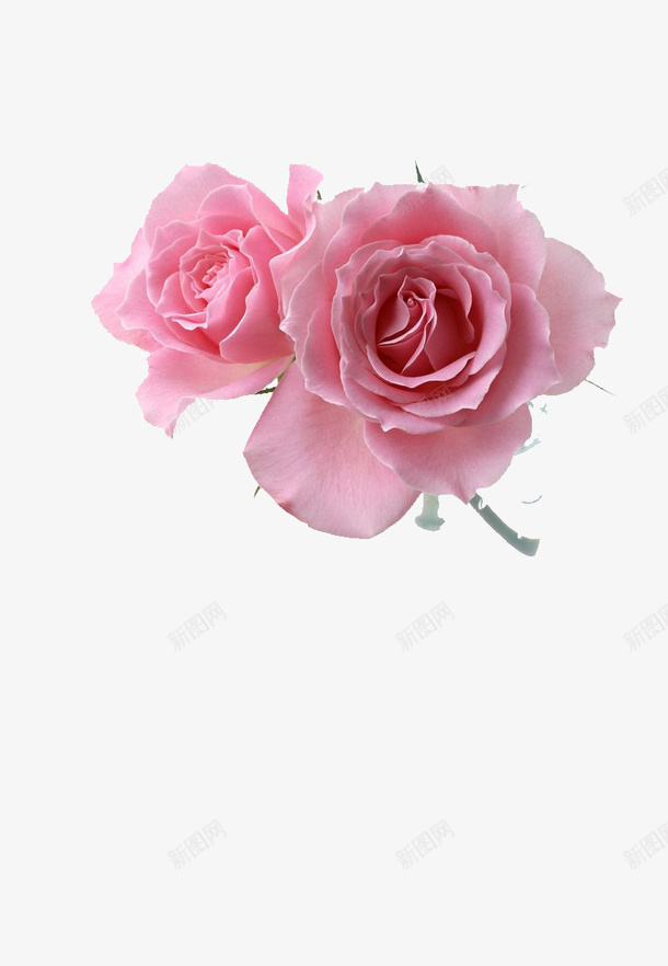 娇嫩的鲜花png免抠素材_新图网 https://ixintu.com 新鲜 植物 浪漫 玫瑰花 粉色