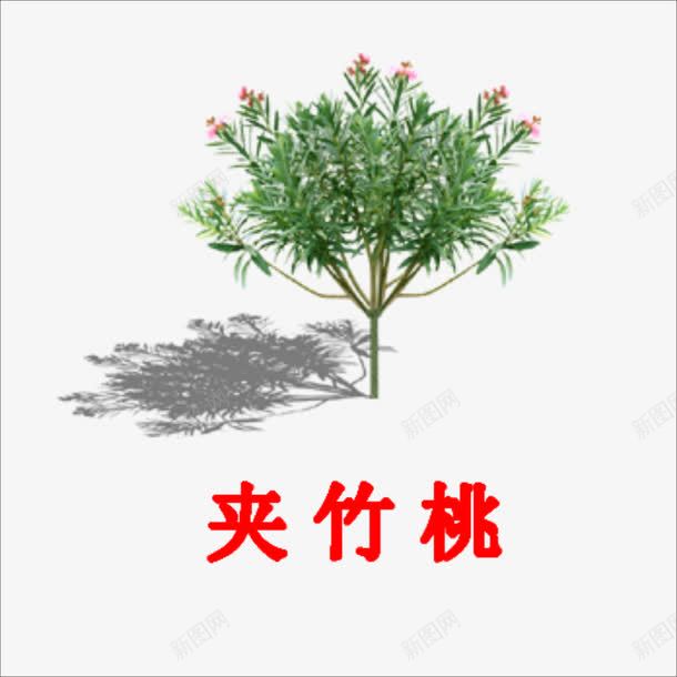 夹竹桃png免抠素材_新图网 https://ixintu.com 小树 桃树