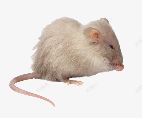 白色小老鼠png免抠素材_新图网 https://ixintu.com 实验 实验小白鼠 小白鼠 有毒 脏
