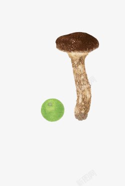 山蘑菇手绘蘑菇高清图片