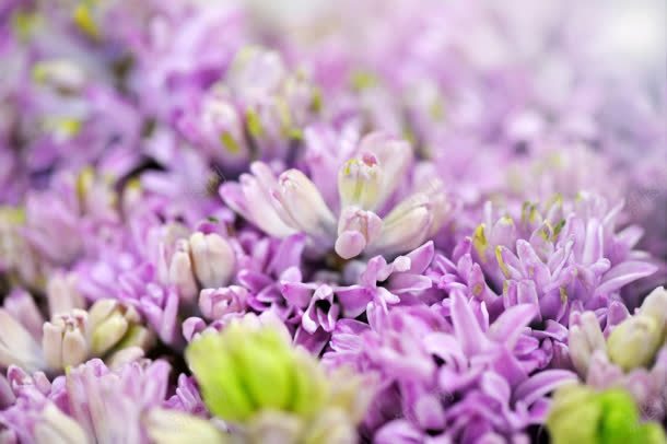 梦幻紫色花朵壁纸jpg设计背景_新图网 https://ixintu.com 壁纸 梦幻 紫色 花朵