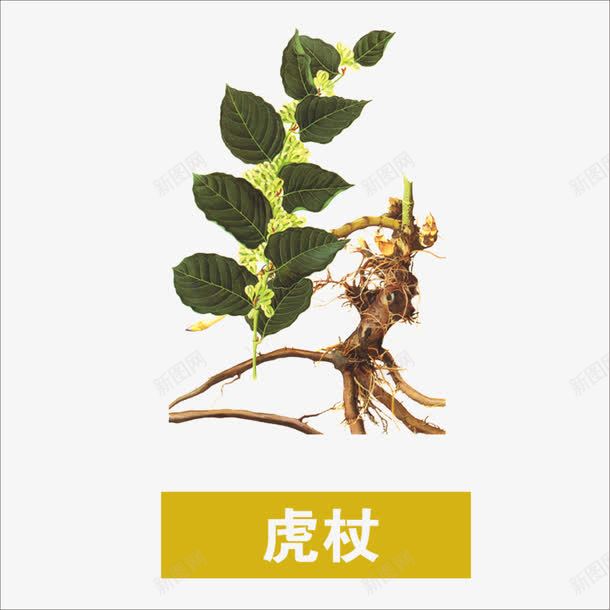 草药png免抠素材_新图网 https://ixintu.com 中药 药材 虎杖