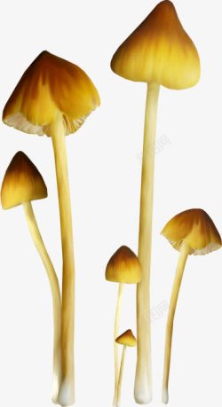 美丽小蘑菇实物美丽小蘑菇高清图片
