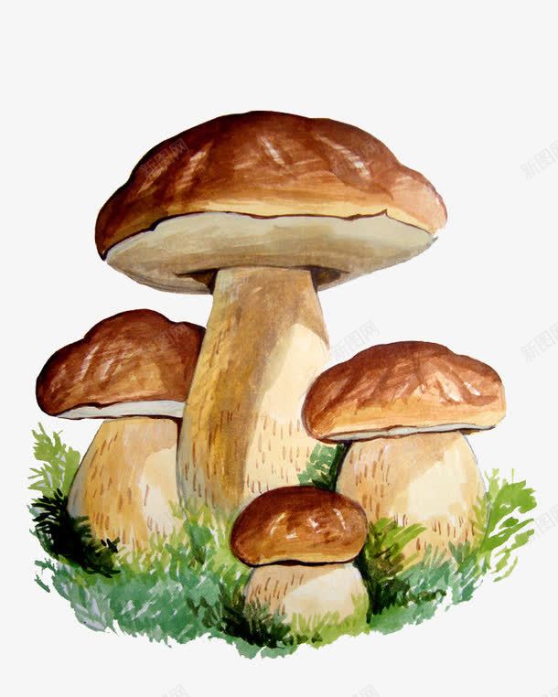 卡通松茸png免抠素材_新图网 https://ixintu.com 卡通手绘 菌类 野生
